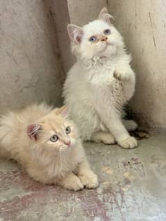 Persian