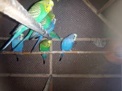 parrots selling