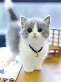 Persian cat for sale male female vaccine clear/0328/69/72/593/