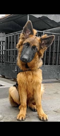 6 month non pedigree female German Shepherd