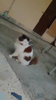 male