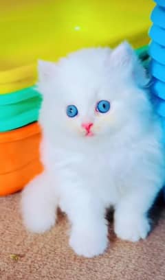 Persian Kittens For Sale Contact 03287625932 WhatsApp