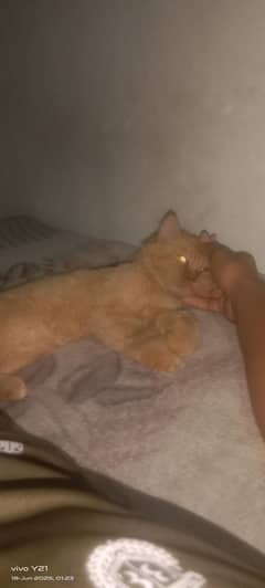 Persian