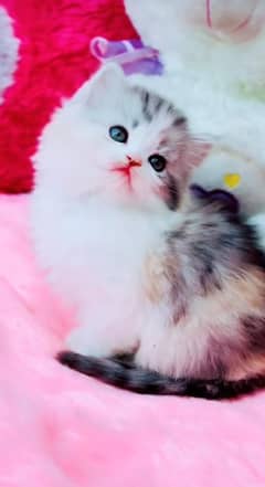 Persian Kittens For Sale Contact 03287625932 WhatsApp