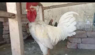 پیور دیسی مرغیاں اندے دے رہی ہیں