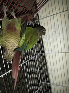 Yellow Sided Conure