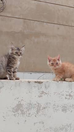 Persian