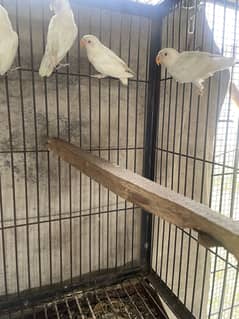 ALBINO RED-EYES BREEDER PAIR WITH CHICKS