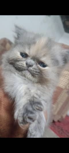 Cat Kitten healthy