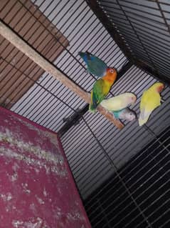 love birds breeder