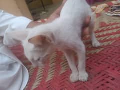 full white colour male & female cats for sale