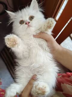 Pure Persion Tripple Coated Kitten Punch Face