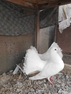 pigeon