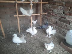 lakka pigeon