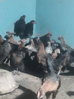 Desi hen chicks 3.5 month