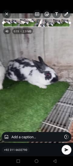 | Rabbit | bunny | Holland | Netherlands | Hottot | All Breed For Sale