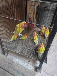 lotino