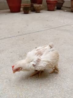 Bantam