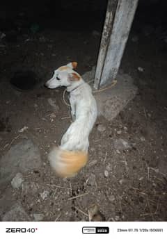 Pappi dog