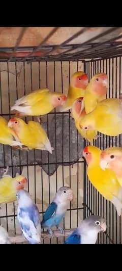 love birds for sale