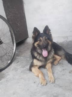 German