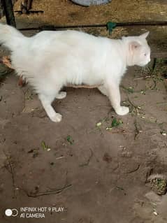Persian cat /white colour