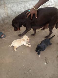 Bridesh labra puppy for sale,0327,1718077,