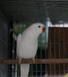 white parrot male