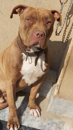 Pitbull