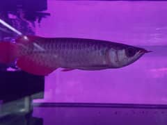 Rare Arowanas Available