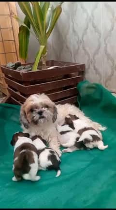 Shihtzu Females and Breeder Male Shitzu Shizu