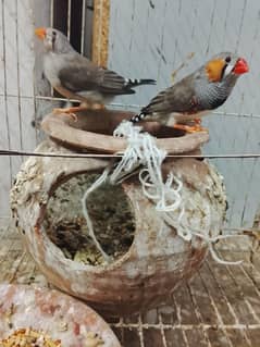 A pair of finches