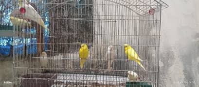 yellow and white redeyes