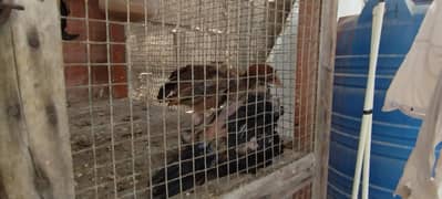 murghi & murgha for sale 2 murghi 1 murgha 2 aseel k bachey