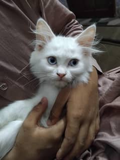 persian cat tripple cotted