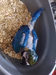 Bleu and gold baby available