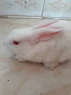 Rabbit for sale