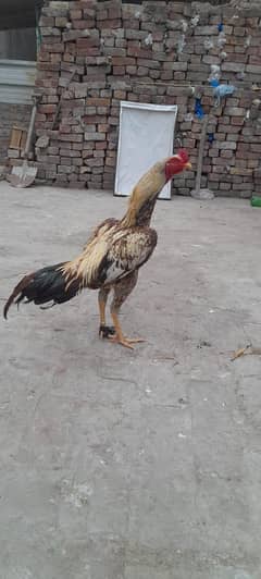 Aseel