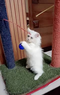 Persian Kittens