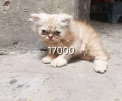 catss