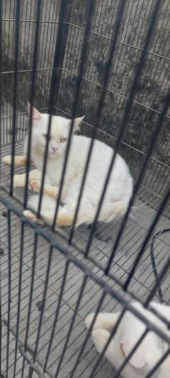 male adult cat for sale
