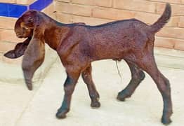 Pour Nagara Beetal Bareedar Bakra