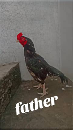 chicks