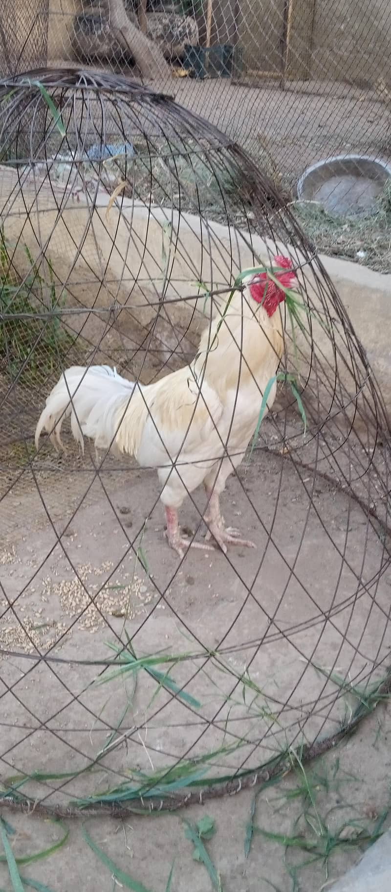 aseel murga for sale 2