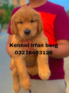 Golden  retriever  pedigreed puppies  From imported blood Lines