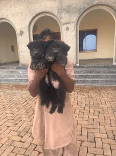 exterm Long haired black german shepherd puppies