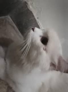 persian
