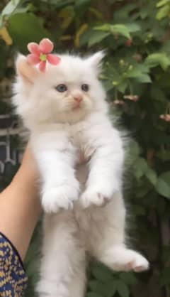 Hello i am selling my Persian Cat 5 Face and Threaple Coat
