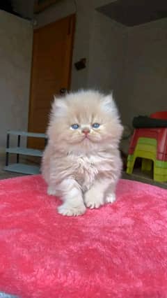 Persian kitten for sale only Contact whatup 03292450497