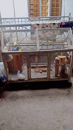 6 Parrot with 5 feet cage